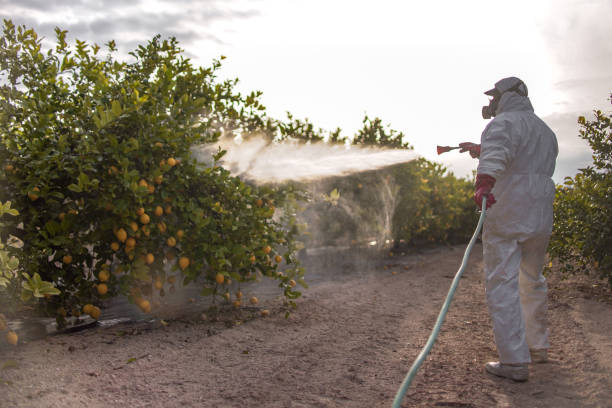 Best Local Pest Control Services  in Arrowhead Beach, NC