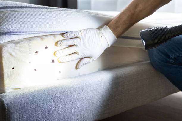 Best Mosquito Control Services  in Arrowhead Beach, NC