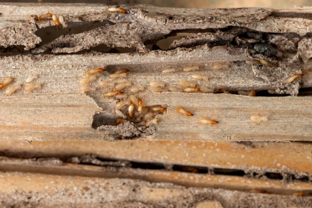 Best Emergency Pest Control  in Arrowhead Beach, NC